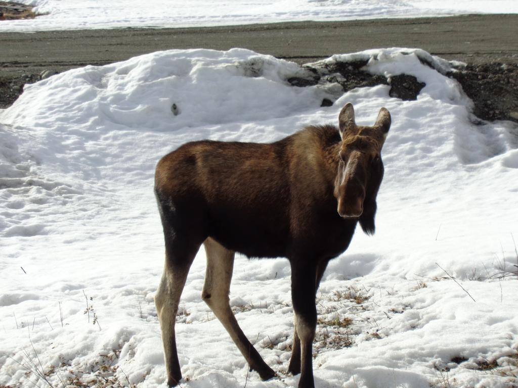 Antler'S Rest Bed And Breakfast Glennallen Exteriör bild